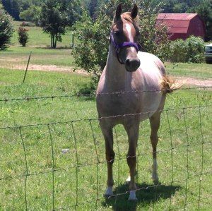 Meet your Posher, Torres